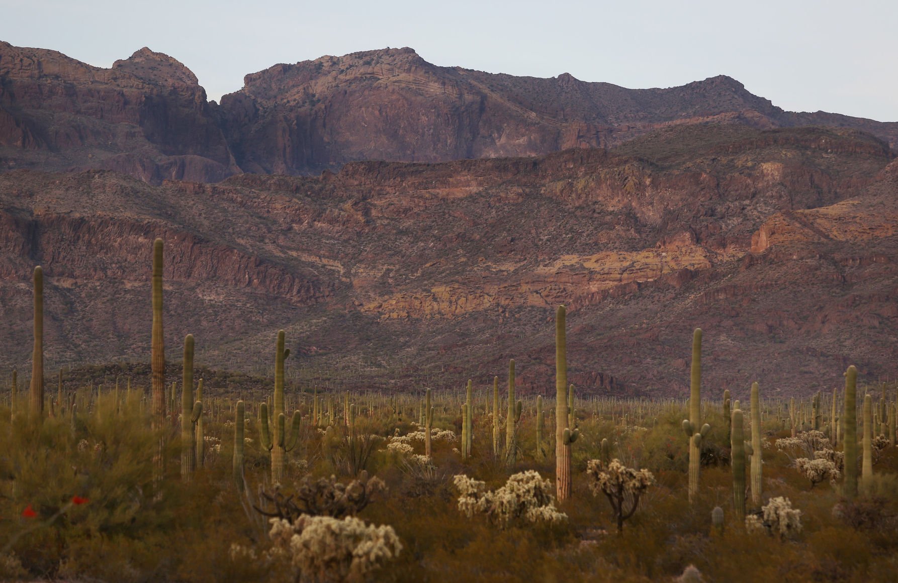 Organ Pipe National Monument